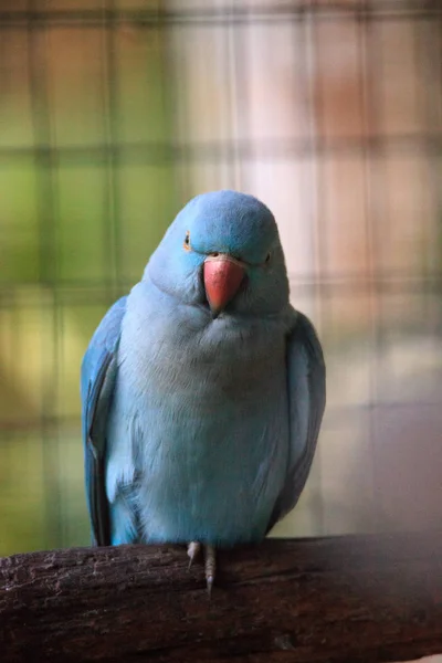 Blå indisk ringhals papegoja Psittacula krameri fågel är från Ceyl — Stockfoto