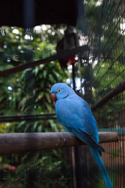 Psittacula krameri pássaro é de Ceyl — Fotografia de Stock