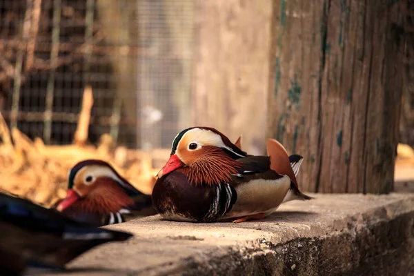 Colorido macho mandarín pato Aix galericulata — Foto de Stock