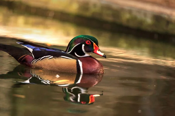 Színes férfi mandarin kacsa Aix galericulata — Stock Fotó