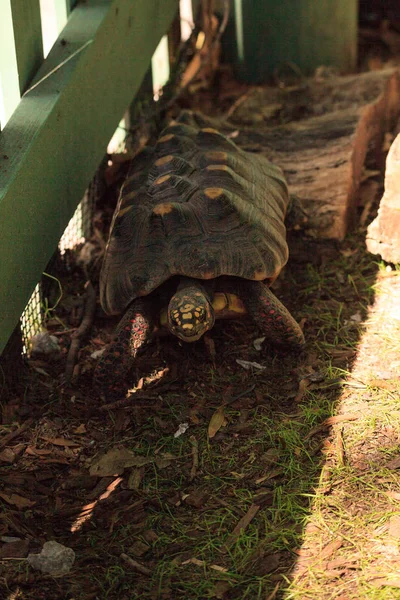 Rotfußschildkröte Chelonoidis carbonaria — Stockfoto