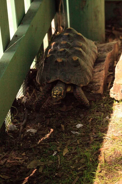 Rotfußschildkröte Chelonoidis carbonaria — Stockfoto