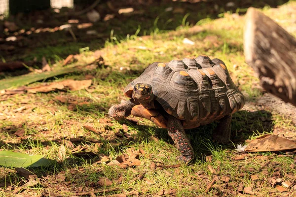 Червононогий черепаха Chelonoidis Carbonaria — стокове фото