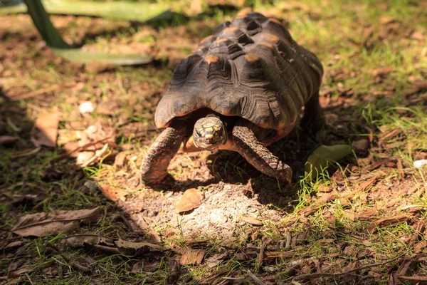红脚龟（Cheronoidis carbonaria） — 图库照片