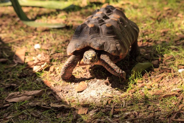 Punajalkakilpikonna Chelonoidis carbonaria — kuvapankkivalokuva