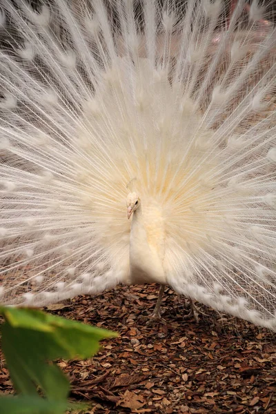 Pavão branco Pavo Albus com suas penas espalhadas — Fotografia de Stock
