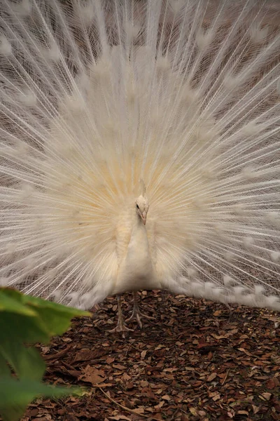 Paon blanc Pavo Albus oiseau avec ses plumes étalées — Photo