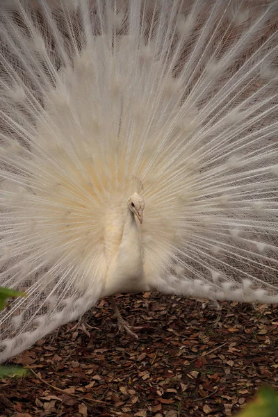 सफेद कबूतर पावो अल्बस पक्षी अपने पंखों के साथ फैला हुआ — स्टॉक फ़ोटो, इमेज