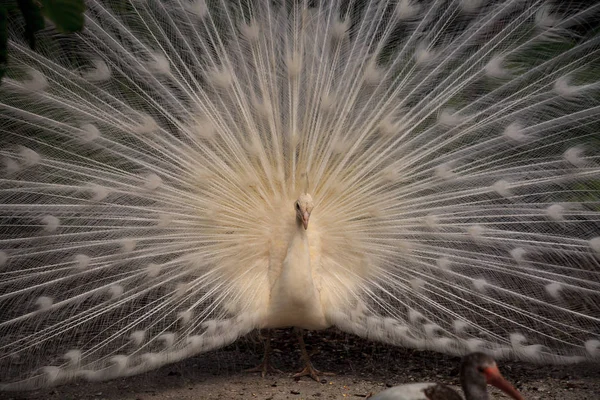 Weißer Pfau Pavo Albus Vogel mit gespreizten Federn — Stockfoto