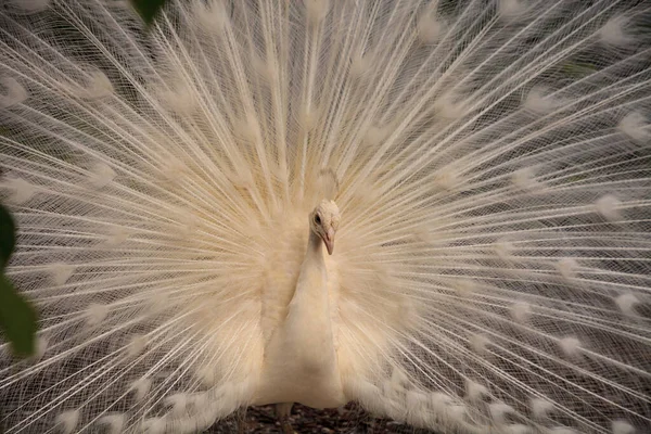 Weißer Pfau Pavo Albus Vogel mit gespreizten Federn — Stockfoto