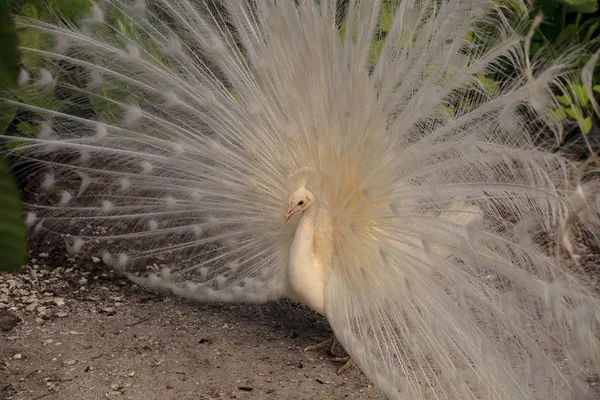Valkoinen riikinkukko Pavo Albus lintu höyhenineen levinnyt — kuvapankkivalokuva