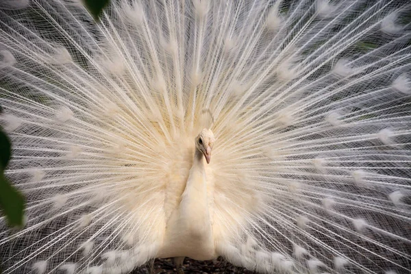 Paon blanc Pavo Albus oiseau avec ses plumes étalées — Photo