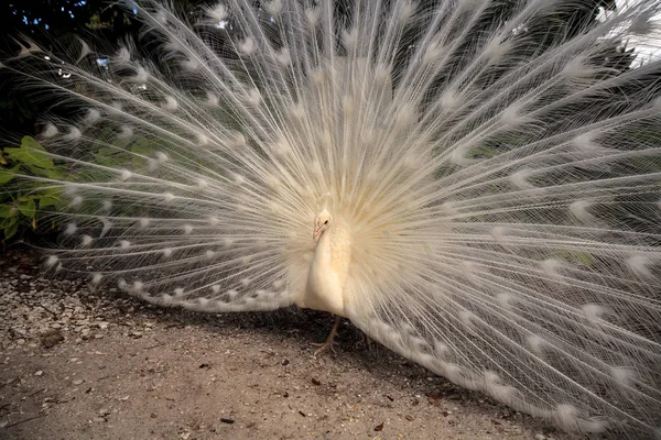 Vit påfågel Pavo Albus fågel med sina fjädrar utspridda — Stockfoto