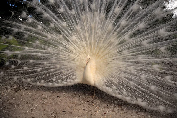 Pavo real blanco Pavo Albus pájaro con sus plumas extendidas — Foto de Stock