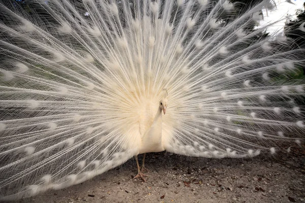 Белый павлин Паво Альбус птица с его перьями распространяется — стоковое фото