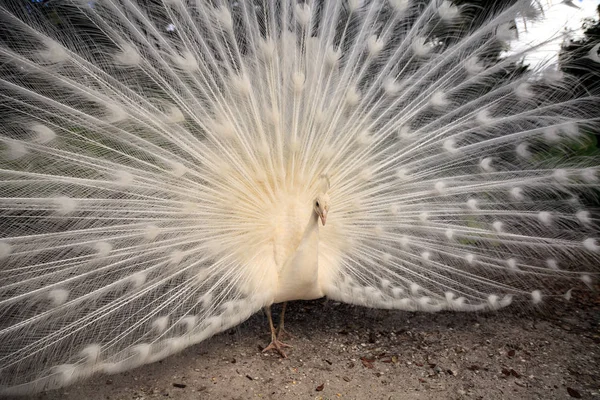 Weißer Pfau Pavo Albus Vogel mit gespreizten Federn — Stockfoto