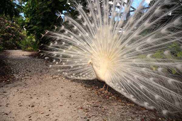 Pavo real blanco Pavo Albus pájaro con sus plumas extendidas — Foto de Stock