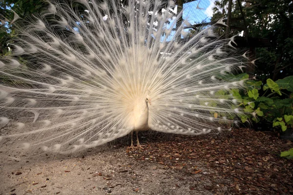 Pavo real blanco Pavo Albus pájaro con sus plumas extendidas — Foto de Stock