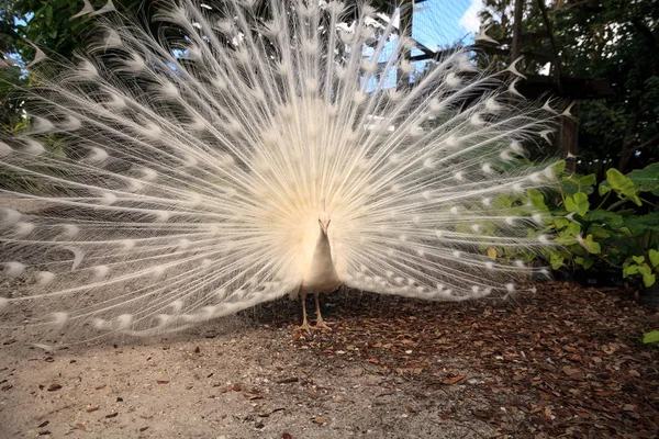 Pavo real blanco Pavo Albus pájaro con sus plumas extendidas — Foto de Stock
