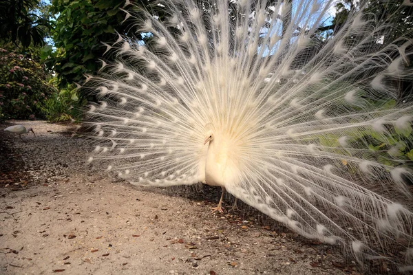 Λευκό πουλί Pavo Albus παγώνι με τα φτερά απλωμένα — Φωτογραφία Αρχείου