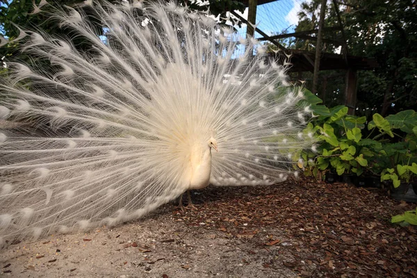 Paon blanc Pavo Albus oiseau avec ses plumes étalées — Photo