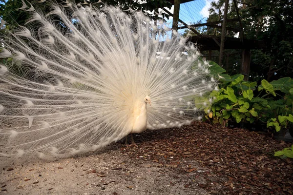 Pavo real blanco Pavo Albus pájaro con sus plumas extendidas — Foto de Stock