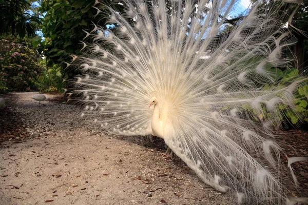 Λευκό πουλί Pavo Albus παγώνι με τα φτερά απλωμένα — Φωτογραφία Αρχείου