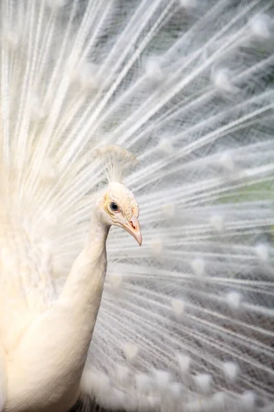 Белый павлин Паво Альбус птица с его перьями распространяется — стоковое фото