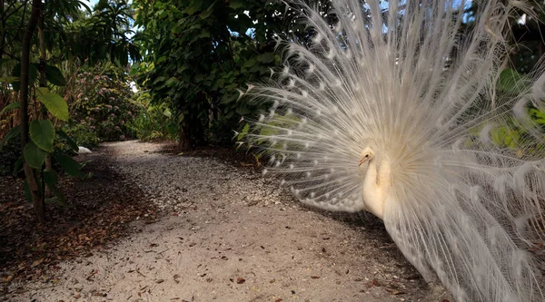 Paon blanc Pavo Albus oiseau avec ses plumes étalées — Photo