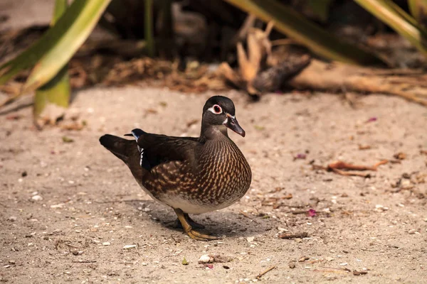 Bruine vrouwelijke eend Aix sponsa — Stockfoto