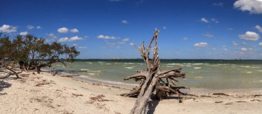 Okyanusun kıyısında, Sanibel, Florida 'daki Lighthouse Sahil Parkı' nda sürükleniyordu.