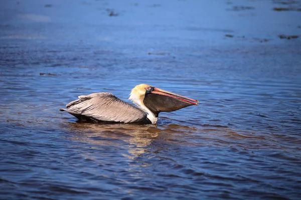 Braunpelikan Pelecanus Occidentalis Wasservögel Schwimmt Lighthouse Beach Park Sanibel Florida — Stockfoto