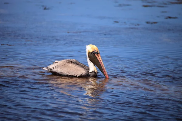 Braunpelikan Pelecanus Occidentalis Wasservögel Schwimmt Lighthouse Beach Park Sanibel Florida — Stockfoto