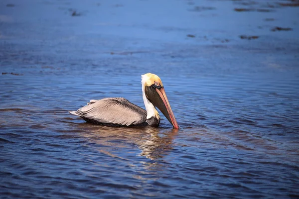 Коричневый Пеликан Pelecanus Occidentalis Водоплавающая Птица Плавает Океане Парке Lighthouse — стоковое фото