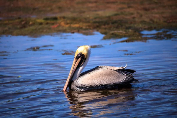 Коричневый Пеликан Pelecanus Occidentalis Водоплавающая Птица Плавает Океане Парке Lighthouse — стоковое фото