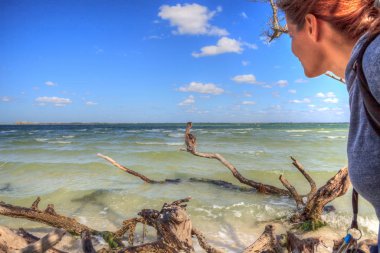 Kahverengi pelikan Peleccidentalis su kuşu kuşu, Florida, Sanibel 'deki Deniz Feneri Sahil Parkı' nda süzülen dallara tünemiş. 
