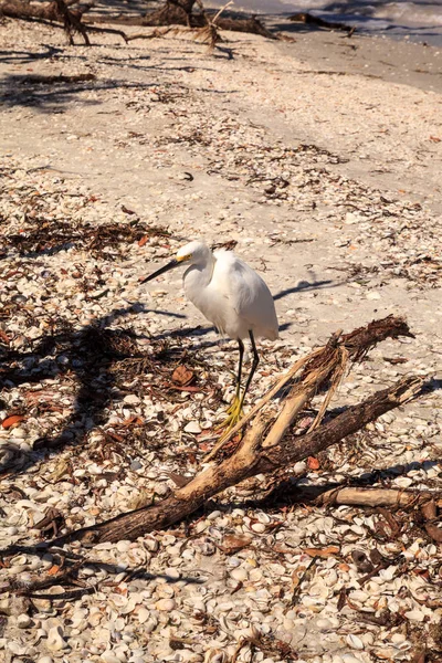 Seidenreiher Egretta Thula Watet Vogel Lighthouse Beach Park Sanibel Florida — Stockfoto