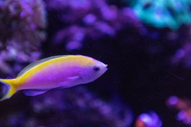 Bartletts Anthias Pseudanthias Bartlettorum pembe ve sarı renklerle mercan resifi boyunca yüzer..