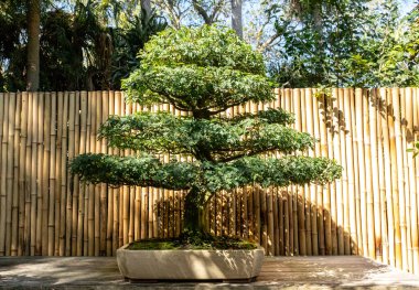 Brezilya Yağmur Ağacı Kloroleucon tortum bonsai ağacı botanik bahçesinde yetişir..