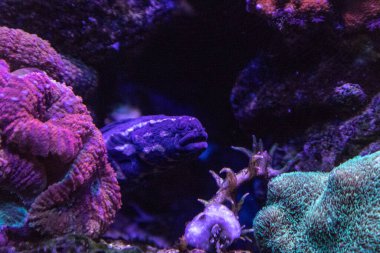 Mahkûm blenny balığı Pholidichthys lucotaenia mercan resifinde saklanır..