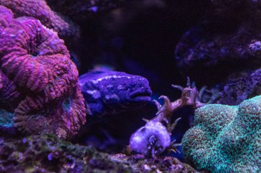 Mahkûm blenny balığı Pholidichthys lucotaenia mercan resifinde saklanır..