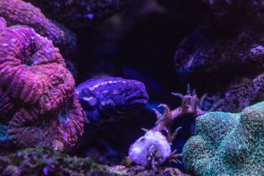 Mahkûm blenny balığı Pholidichthys lucotaenia mercan resifinde saklanır..