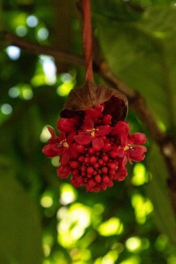 Medinilla minyatasındaki kırmızı çiçek demeti Filipinler 'deki botanik bahçesindeki bir bitkiye asılı..