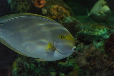 Epaulette Cerrah Balığı Acanthurus nigricauda mercan resifinde yüzer..