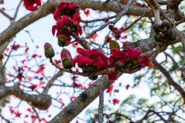 Avustralya ve Asya 'da kırmızı ipekten pamuk çiçekleri bulunur..