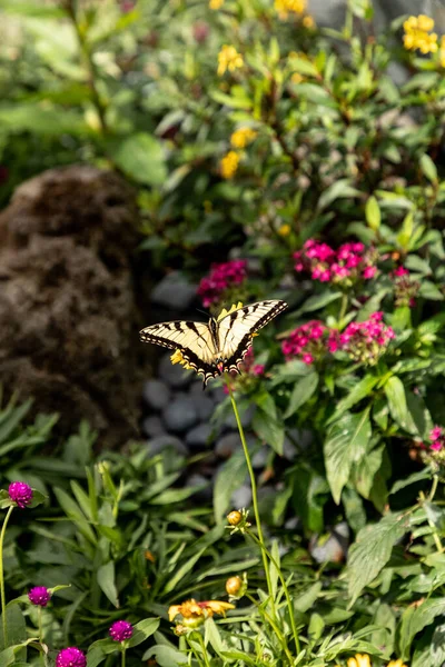 Papilio Zelicaon Perches Sur Une Fleur Dans Jardin Botanique — Photo