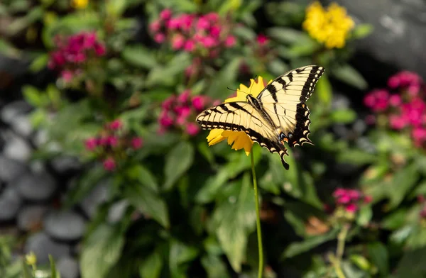 Anise Swallowtail Mariposa Papilio Zelicaon Posa Sobre Una Flor Jardín — Foto de Stock