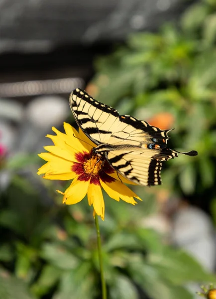 Anise Swallowtail Mariposa Papilio Zelicaon Posa Sobre Una Flor Jardín —  Fotos de Stock