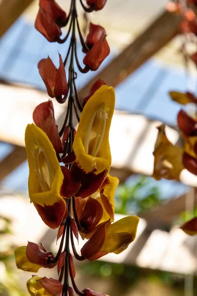 Yellow and red clock vine flowers thunbergia mysorensis hang in a tropical botanical garden.