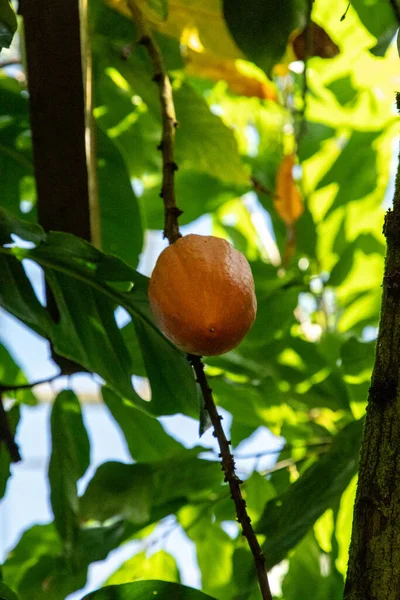 Owoce Drzewa Czekoladowego Teobroma Kakao Rośnie Ogrodzie Botanicznym — Zdjęcie stockowe